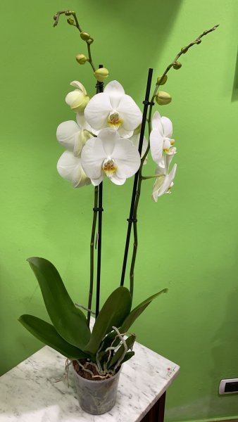 Orchidea Phalaenopsis grande